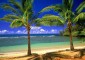 Hawaje, palmy