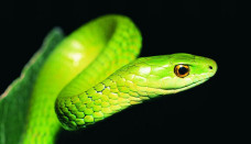 Tapeta wąż 1