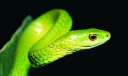 Tapeta wąż 1