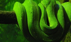 Tapety węże 1