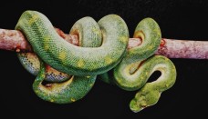 Tapety węże 5