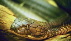 Tapety węże 8