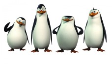 Tapeta Pingwiny z Madagaskaru 20