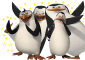 Tapeta Pingwiny z Madagaskaru 24