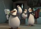 Tapeta Pingwiny z Madagaskaru 6
